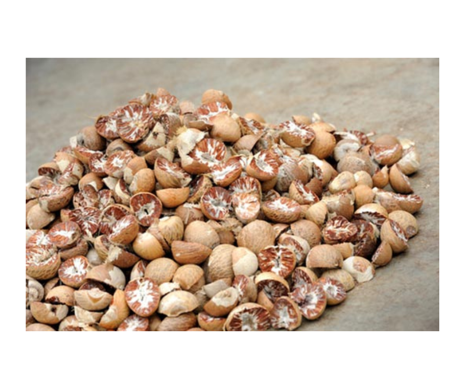 Premium Quality Vietnam Betel Nut Direct From Producer - Hygienic Dried Betel Nut For Long Term Storage And Trading