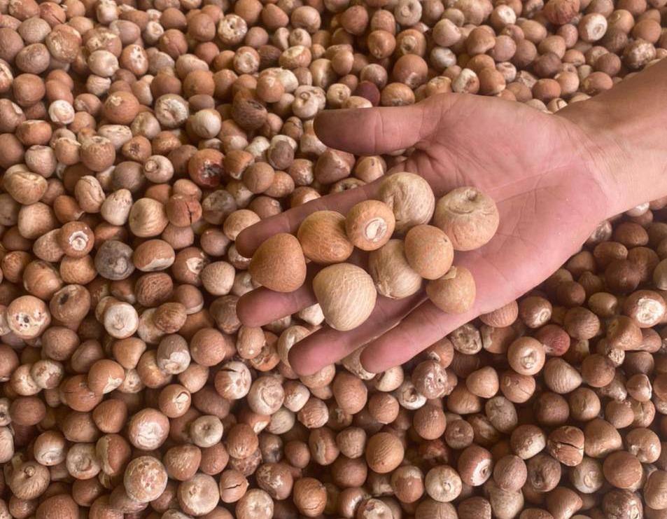 WHOLESALE High Quality Grade a Whole Dried Betel Nuts (Areca Nuts) From Vietnam-Best Price for Industrial & Eating Use